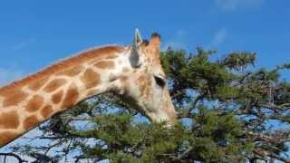 Giraffe feeding on Acacia Tree  Filmed by Greg Morgan [upl. by Elman]