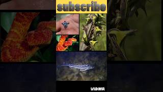 दुनिया की सबसे अजीब जानवर😱🙄  The Bush viper🤔 Umbonia Spinosa😵 Glaucus Atlanticus😨 Mantis Shrimp [upl. by Aysa]