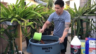 How to Stimulate Dragon Fruit Bud Growth With Nutrients Part 1 [upl. by Norman]