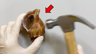 Whats Inside a Shell  Whelk Dissection [upl. by Tanhya]