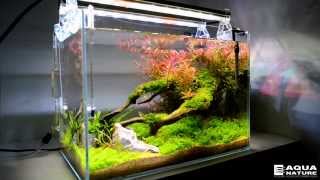 Planted nano tank freshwater [upl. by Adnwahsat770]