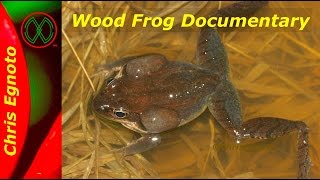 Wood frogs Lithobates sylvaticus My Documentary about their breeding and development [upl. by Arikihs]