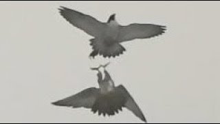 Peregrine Falcons Prey Transfer Slow Motion [upl. by Burnie442]