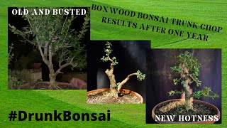 Styling a Boxwood Bonsai One Year After a Trunk Chop S01 E05 [upl. by Siloum]