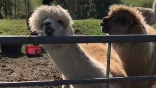 Llama screams then spits [upl. by Godewyn622]