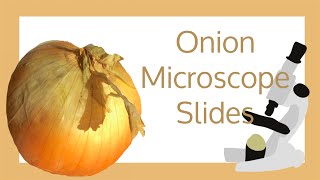 Onion Cell Microscope Slide Experiment [upl. by Valer812]