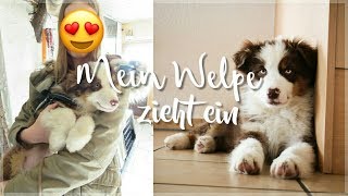 Wir holen meinen Australian Shepherd Welpen ab❤️ [upl. by Ecikram215]