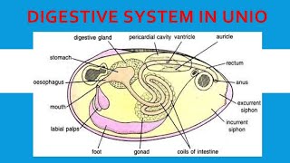 Digestive system of Unio Lamellidens [upl. by Yraht688]