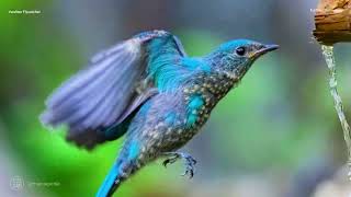 Permata Himalaya Suara burung Sikatan hijau laut  Verditer Flycatcher [upl. by Pentheas449]