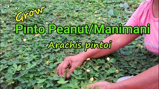 Growing Pinto peanutGrass peanutManimani  Arachis pintoi [upl. by Shamus]