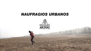 Sociología Animal  NAUFRAGIOS URBANOS con Ana Zomeño VIDEOCLIP 4K [upl. by Norahc]