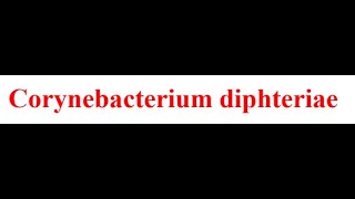 Bacteriologie  Corynebacterium Diphteriae FMPC [upl. by Zsamot]