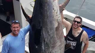 960 Pound Giant Bluefin Tuna [upl. by Loomis]