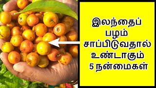 இலந்தைப் பழம் சாப்பிடுவதால் உண்டாகும் 5 நன்மைகள்  Benefits Of Eating Elandhai Palam  Tamil [upl. by Sanborn]