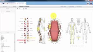 ZYTO Vectors Tab Basics [upl. by Ettenaj]