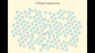 BIO2020 Episode 064 adaptive immunity Tcell and Bcell receptors [upl. by Silenay241]