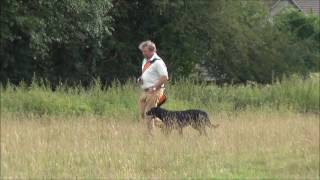 Connivence  Élevage Labradors lignées de Travail Élevage Labradors chasse [upl. by Remmos]