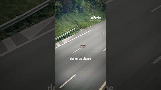 Une famille de renard aperçue sur l’autoroute A13 [upl. by Leuqram]