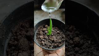 Tips for Aloevera Plant Propagation 💚✨shorts garden plants [upl. by Pruchno]