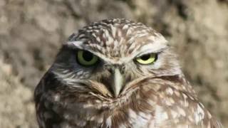 Burrowing Owl Conservation is SUPER SERIOUS [upl. by Olethea]