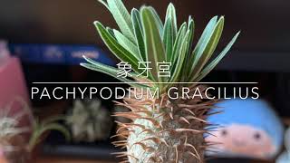 Pachypodium Gracilius  象牙宮 最受歡迎的塊根植物 簡介  多肉植物 Caudex Plants パキポディウム [upl. by Anij719]