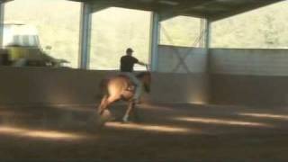 free horse training videoreining training jason pt 3 [upl. by Neiht]