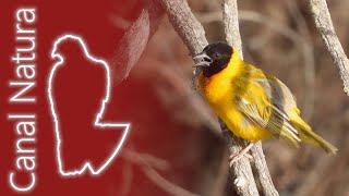 Tejedor cabecinegro Ploceus melanocephalus Blackheaded Weaver 4K [upl. by Billi]