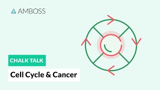 Cell Cycle and Cancer Phases Hallmarks and Development [upl. by Mitzi]