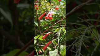 Fountainbush  Firecracker Plant  Coral Plant  Coral Fountain Russelia Equisetiformis [upl. by Gasperoni273]