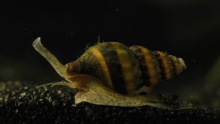 Assassin Snail  hunting killing and eating [upl. by Trin80]