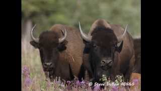 Wood Bison Field Identification [upl. by Notneiuq]