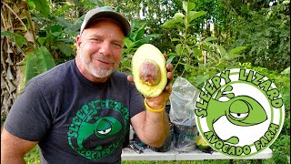 How To Grow Avocados From A Store Bought Avocado Seed [upl. by Osmund]