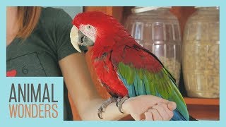 Meet And Greet Scarlet the Green Wing Macaw [upl. by Kym]