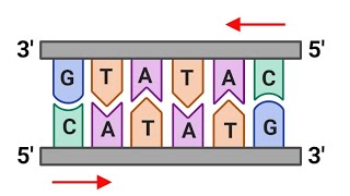 palindrome sequencepalindromebiotechnology पलिंड्रोमअनुकरणyoutube neetaspirant biology bio [upl. by Ahsikit512]