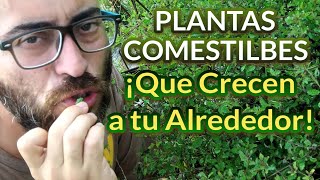 Sabores Silvestres Descubre las Plantas Comestibles que Crecen a tu Alrededor [upl. by Attiuqram]