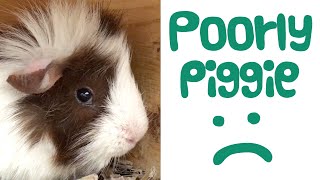 Guinea Pig Urinary Tract Infection  Symptoms  Treatment  Outcome  Guinea Piggles [upl. by Garzon]