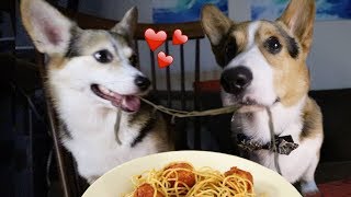 Real Life Romantic PUPPY Date from Lady and the Tramp [upl. by Ialocin73]