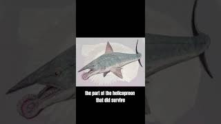 The Helicoprion aka buzzsaw killer animals extinct shark buzzsaw prehistoric [upl. by Ainahtan]