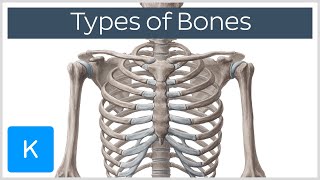 Types of bones in the human skeleton  Human Anatomy  Kenhub [upl. by Kenton]