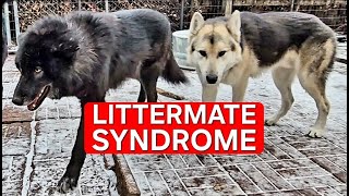 Littermate Syndrome  What Causes it amp How to Avoid It [upl. by Winzler535]