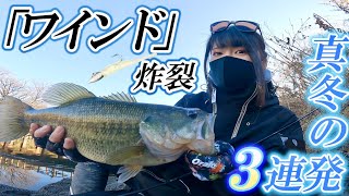 冬なのに夏より釣れた…ワインド釣法はこれ以上流行らないでくれ泣【スパーク40】【バス釣り】【東京】 [upl. by Alleuqahs727]