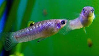 Poecilia caucana  The Cauca Molly Wild Type Livebearer ᴴᴰ [upl. by Salsbury]