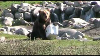 Bear vs YETI  YETI Coolers [upl. by Yoj]