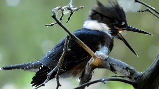 Belted Kingfisher [upl. by Aneele]