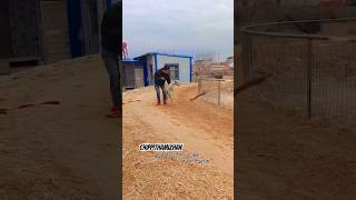 👀😱Wait for End🥵dogtraining dogracing dog greyhound chippiparai viralshort trendingshorts [upl. by Luemas]