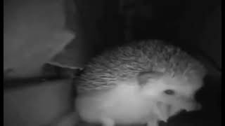 Hedgehog sneezing and farting hem osuran hem hapşıran kedi [upl. by Rickart]