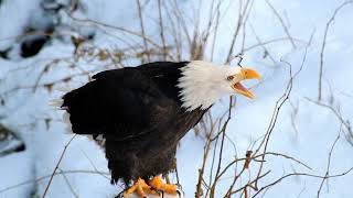 Bald Eagle Scream [upl. by Adyam]