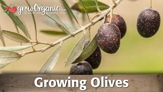 Growing Organic Olives [upl. by Attinahs]