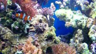 Nemo Clown fish hosting xenia coral [upl. by Eciruam]