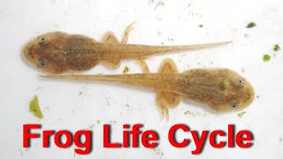 Life Cycle Of A Frog  From EggTadpole to Frog 40 Days [upl. by Narruc]